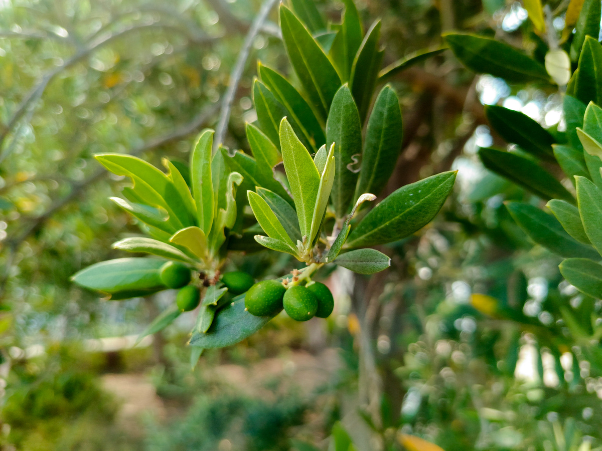 Оливковые деревья